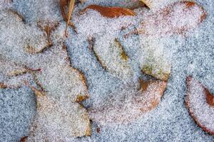 Top view of delicate autumn leaves dusted with snow laying on wet frozen asphalt road. Nature background. Transition from autumn to winter. Selective focus. Copy space photo