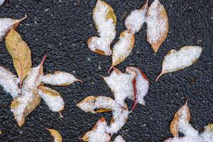 Top view of autumn leaves covered with snow laying on wet frozen asphalt road. Nature background, and transitions from autumn to winter. Selective focus. photo