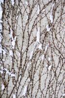 Tangled ivy vines on a wall dusted with snow, creating an intricate natural winter pattern ideal for backgrounds or abstract designs. Closeup of bare climbing plants covered in snow, photo