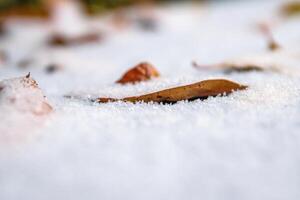 Closeup of delicate autumn leaves dusted with snow laying on wet frozen asphalt road. Nature background. Transition from autumn to winter. Selective focus. Copy space photo