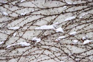 Tangled ivy vines on a wall dusted with snow, creating an intricate natural winter pattern ideal for backgrounds or abstract designs. Closeup of bare climbing plants covered in snow, photo