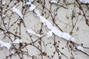 Tangled ivy vines on a wall dusted with snow, creating an intricate natural winter pattern ideal for backgrounds or abstract designs. Closeup of bare climbing plants covered in snow, photo