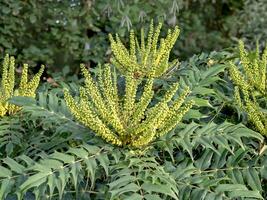 Yellow flower buds on a Mahonia shrub photo