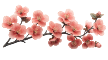 branch with pink flowers, isolated on a Transparency background png