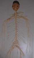 Complete medical dissection of entire human nervous system photo