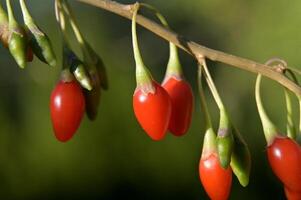 red berries on a branch with green leaves photo