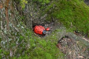a ladybug is sitting in a hole in the ground photo