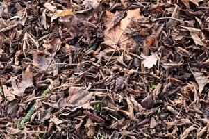 a close up view of a pile of leaves photo