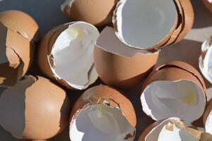 a broken egg shell with a white egg inside photo