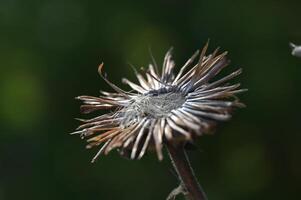 a dried flower with a green background photo