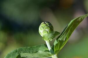artichoke bud, spring, spring, spring, spring, spring, spring, spring, photo