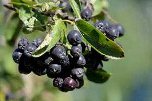 a close up of a bunch of black berries on a tree photo