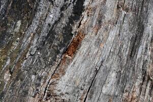 a close up of a tree trunk with some wood photo
