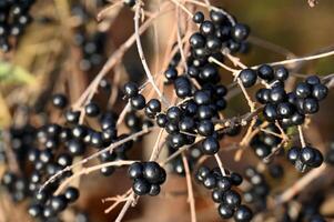 black berries on a branch with leaves photo