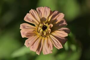a pink flower with yellow centers is in the middle of a green field photo