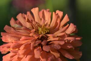 a close up of a flower with a yellow center photo