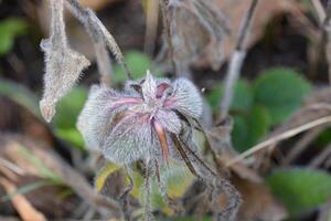 a plant with a flower and leaves on it photo
