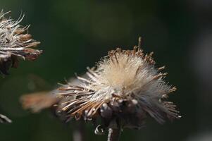 a close up of a dried flower with a blurry background photo