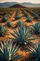 A scenic view of an agave field with mountains in the background during golden hour. photo