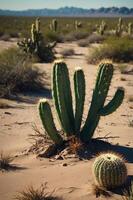 A desert scene featuring cacti amidst sandy terrain and sparse vegetation. photo