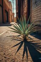 A solitary plant growing in an urban alley, casting a long shadow on the pavement. photo