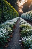 A serene pathway lined with frosted plants, leading through lush greenery. photo