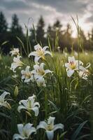 A serene field of white lilies bathed in soft sunlight, surrounded by lush green grass. photo