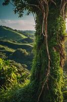 Lush green tree covered in moss with rolling hills in the background under a cloudy sky. photo