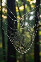 A close-up of a spider web adorned with dew drops in a forest setting. photo