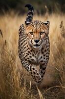A cheetah sprinting through tall grass, showcasing its speed and agility in the wild. photo