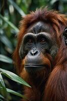 A close-up of an orangutan's face amidst lush greenery, showcasing its expressive features. photo