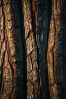 Close-up of textured tree bark with natural patterns and colors. photo