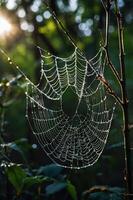 A dew-covered spider web glistens in the sunlight, showcasing intricate patterns in nature. photo