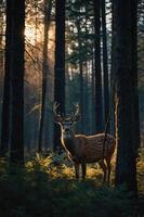 A serene deer stands in a sunlit forest, surrounded by trees and ferns. photo