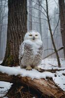A snowy owl perched on a log in a misty forest setting. photo