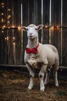 A sheep wearing a red bow tie stands in front of a wooden fence adorned with lights. photo