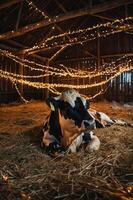 A resting cow surrounded by warm string lights in a rustic barn setting. photo