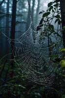 A close-up of a spider web adorned with dew drops in a misty forest setting. photo