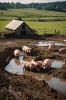 Pigs playing in a muddy area near a barn on a farm. photo