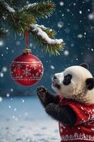 A cute panda in a festive sweater reaching for a Christmas ornament in a snowy setting. photo