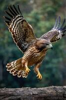 A hawk in mid-flight, showcasing its impressive wingspan and keen hunting posture. photo