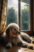 A fluffy dog relaxing by a sunlit window, creating a warm and cozy atmosphere. photo