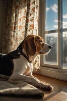 A beagle resting by a window, gazing outside with a serene expression. photo