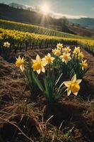 A vibrant field of daffodils with a sunset backdrop, showcasing nature's beauty. photo