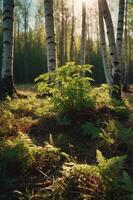 A serene forest scene featuring ferns and birch trees illuminated by sunlight. photo