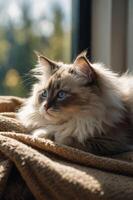 A fluffy cat with blue eyes resting on a blanket by a window. photo