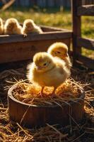 Two fluffy yellow chicks resting in a wooden bowl filled with straw. photo