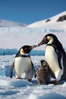 Two adult penguins and a chick on ice, showcasing family life in a snowy environment. photo
