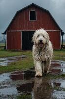 A wet dog walks towards a red barn under a cloudy sky, creating a rustic farm scene. photo