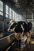 A dairy cow stands in a barn, illuminated by natural light, highlighting its features. photo